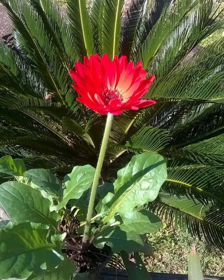 Pouso Bom Retiro Otel Araquari Dış mekan fotoğraf